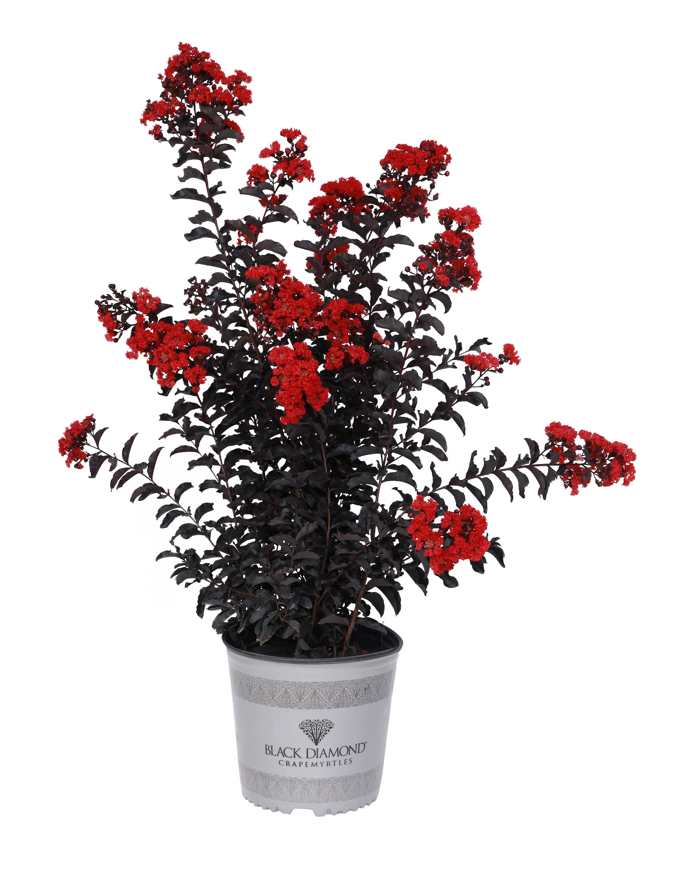 Crimson Red Black Diamond Crape Myrtle - 2 Gallon