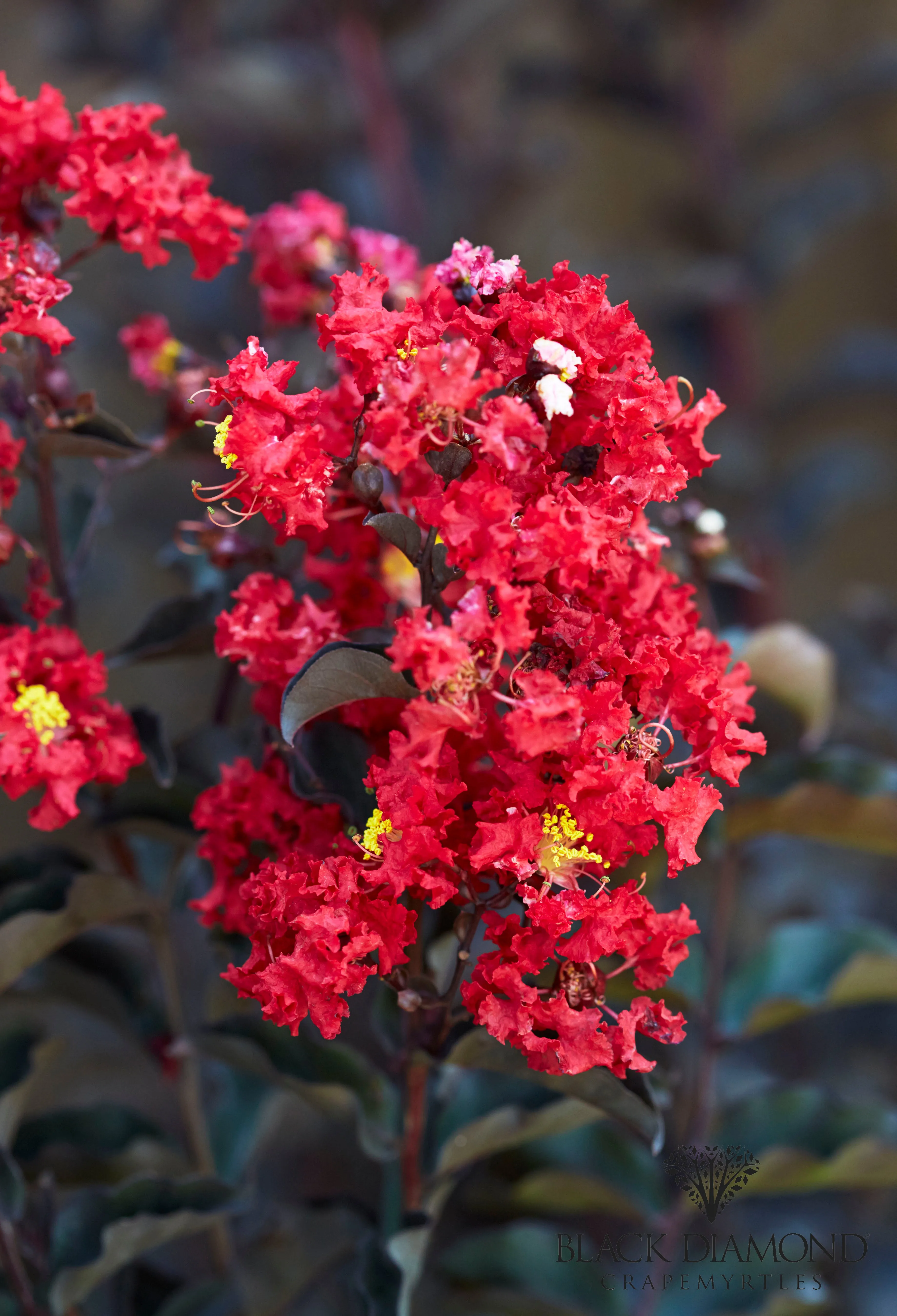 Crimson Red Black Diamond Crape Myrtle - 2 Gallon