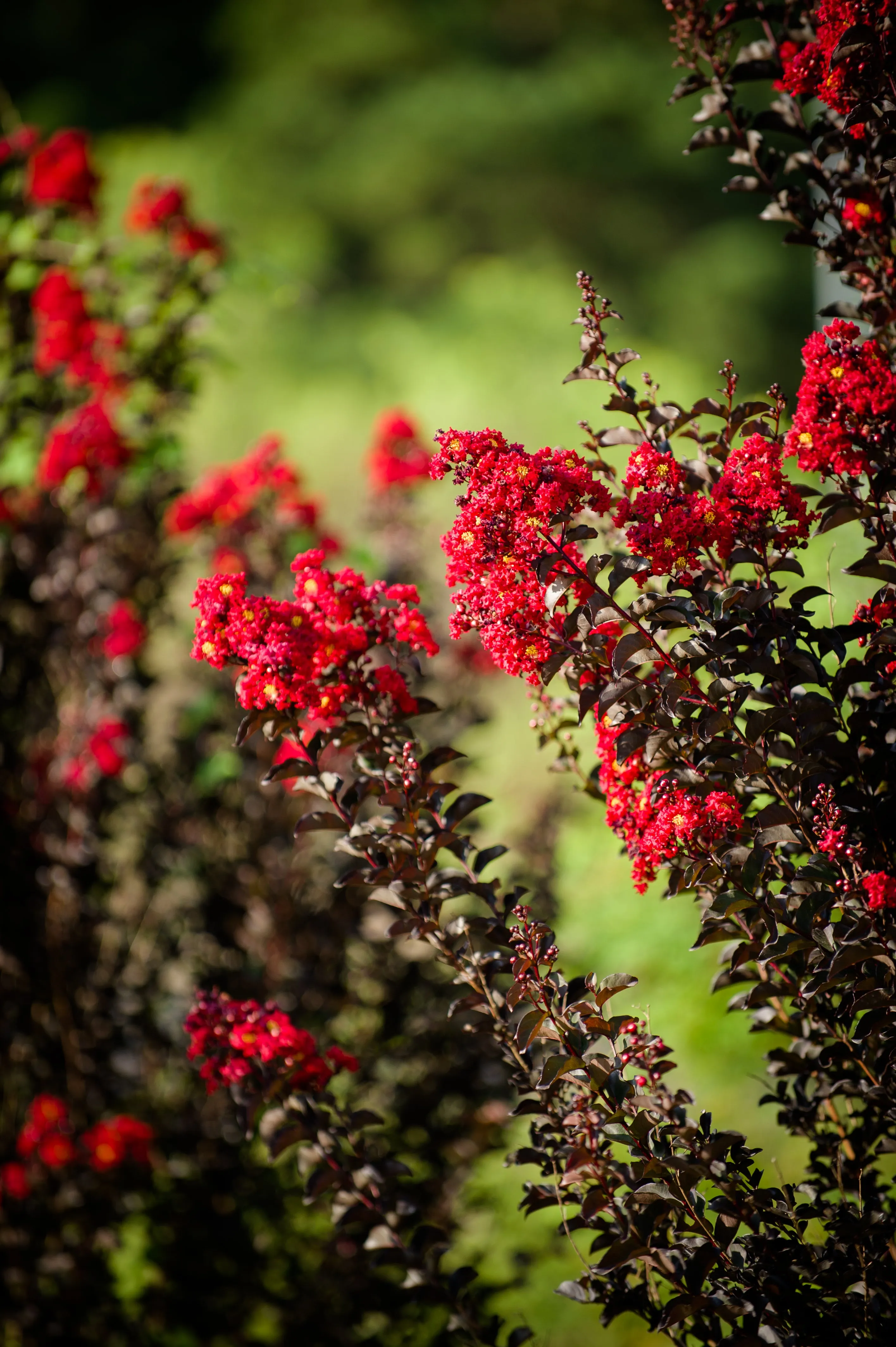 Crimson Red Black Diamond Crape Myrtle - 2 Gallon