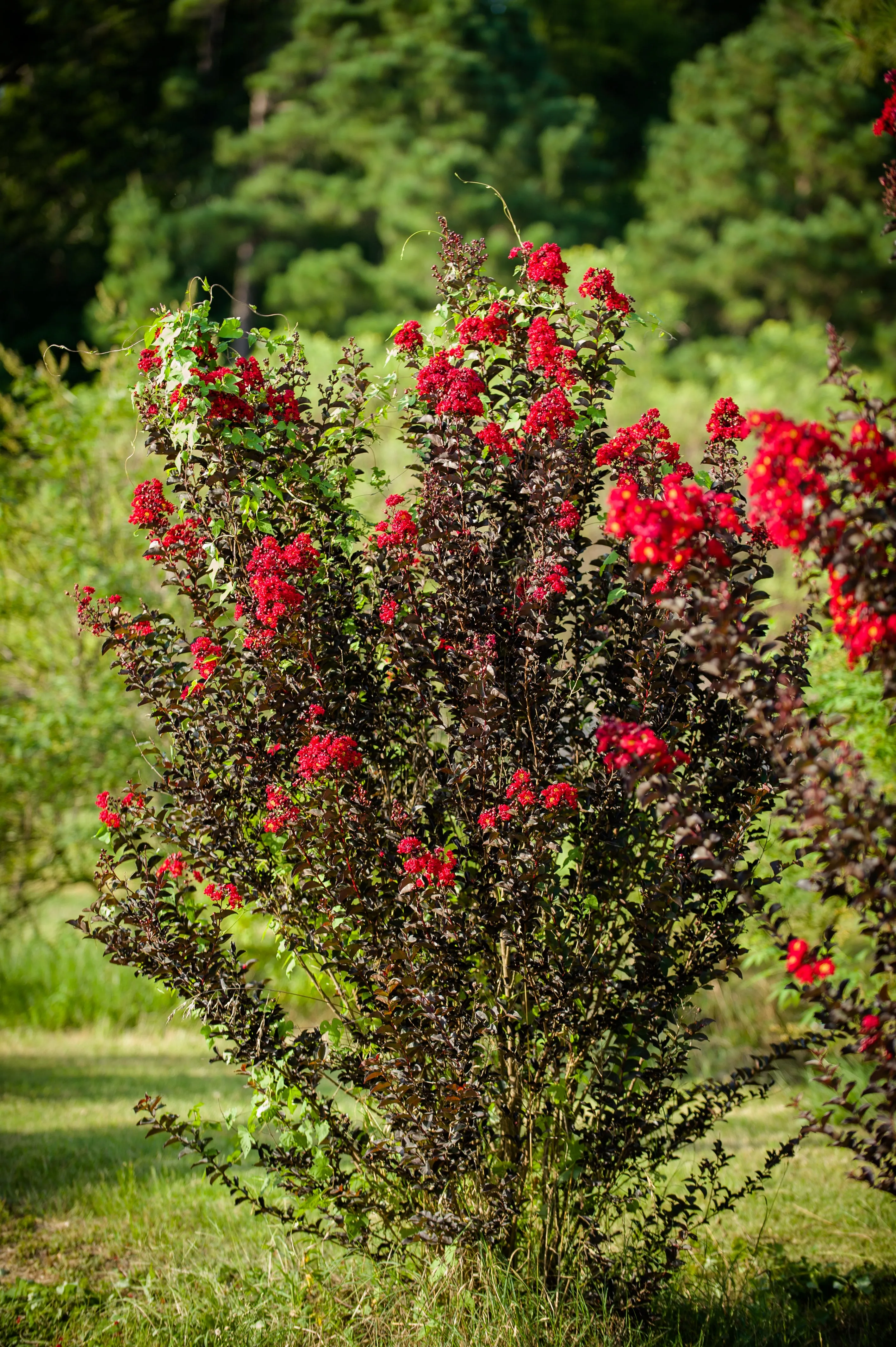 Crimson Red Black Diamond Crape Myrtle - 2 Gallon