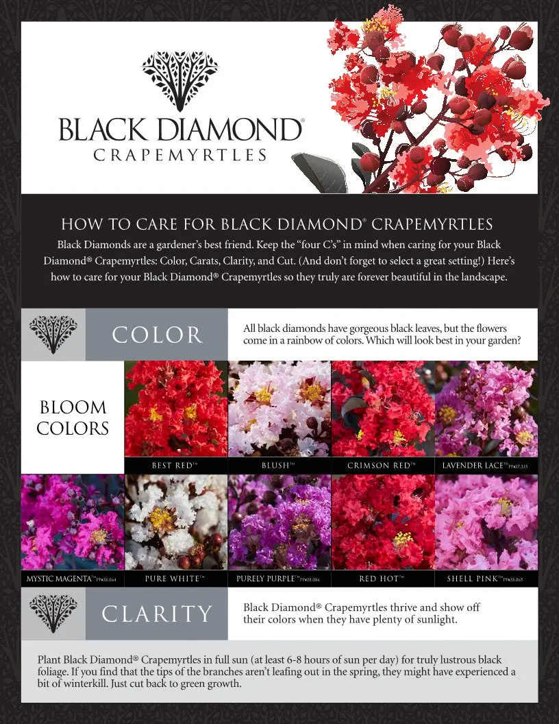 Crimson Red Black Diamond Crape Myrtle - 2 Gallon