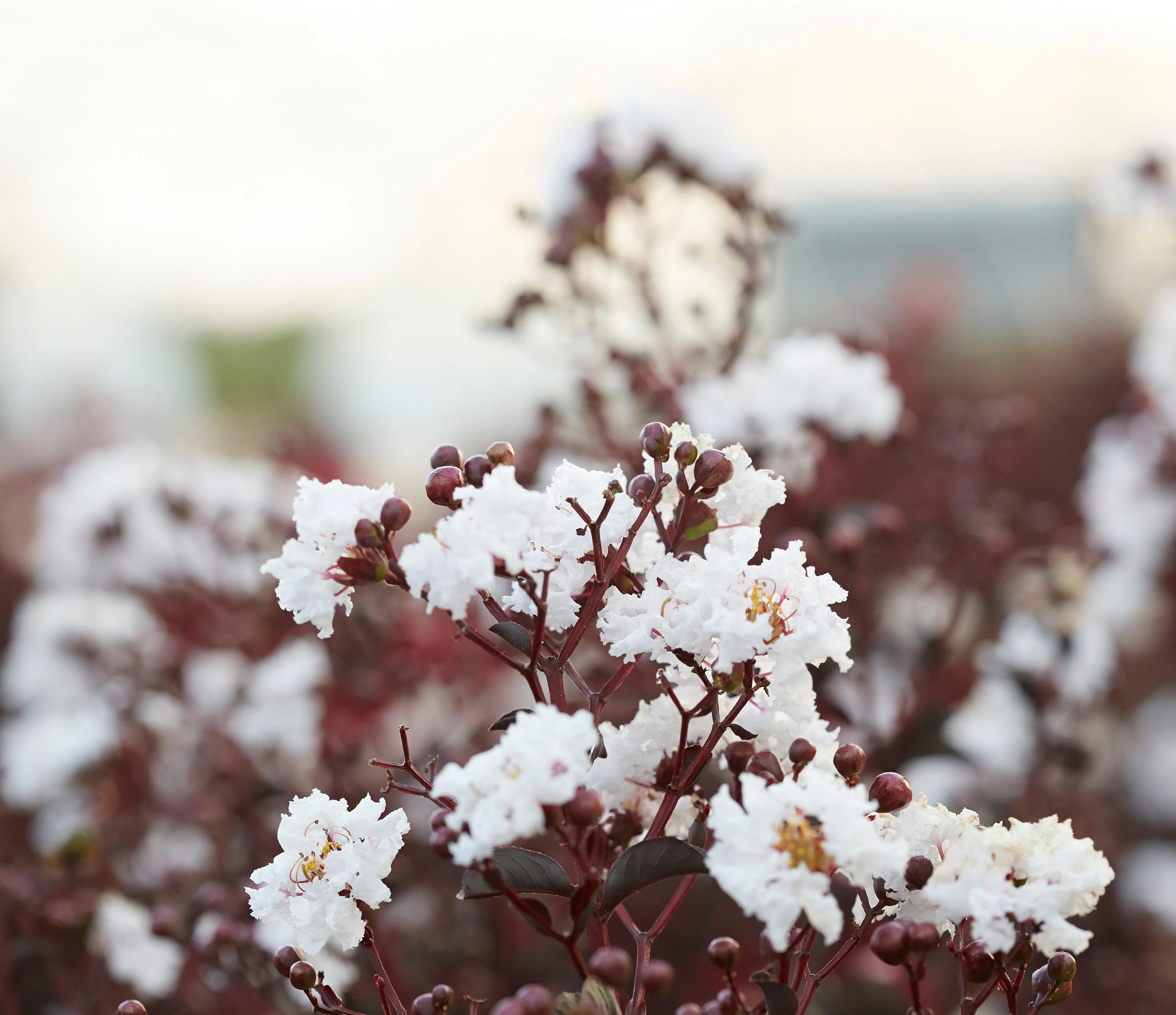 Pure White Black Diamond Crape Myrtle - 2 Gallon