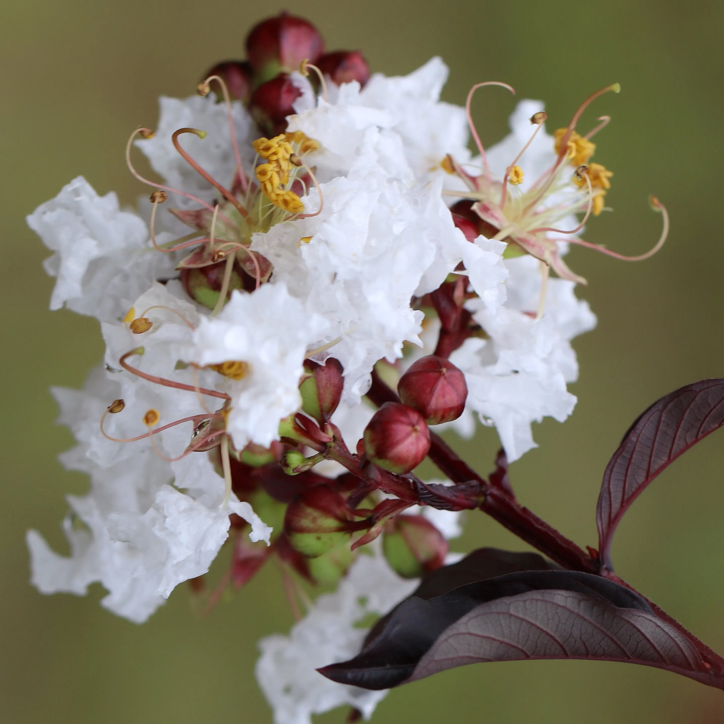 Pure White Black Diamond Crape Myrtle - 2 Gallon