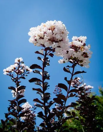 Pure White Black Diamond Crape Myrtle - 2 Gallon