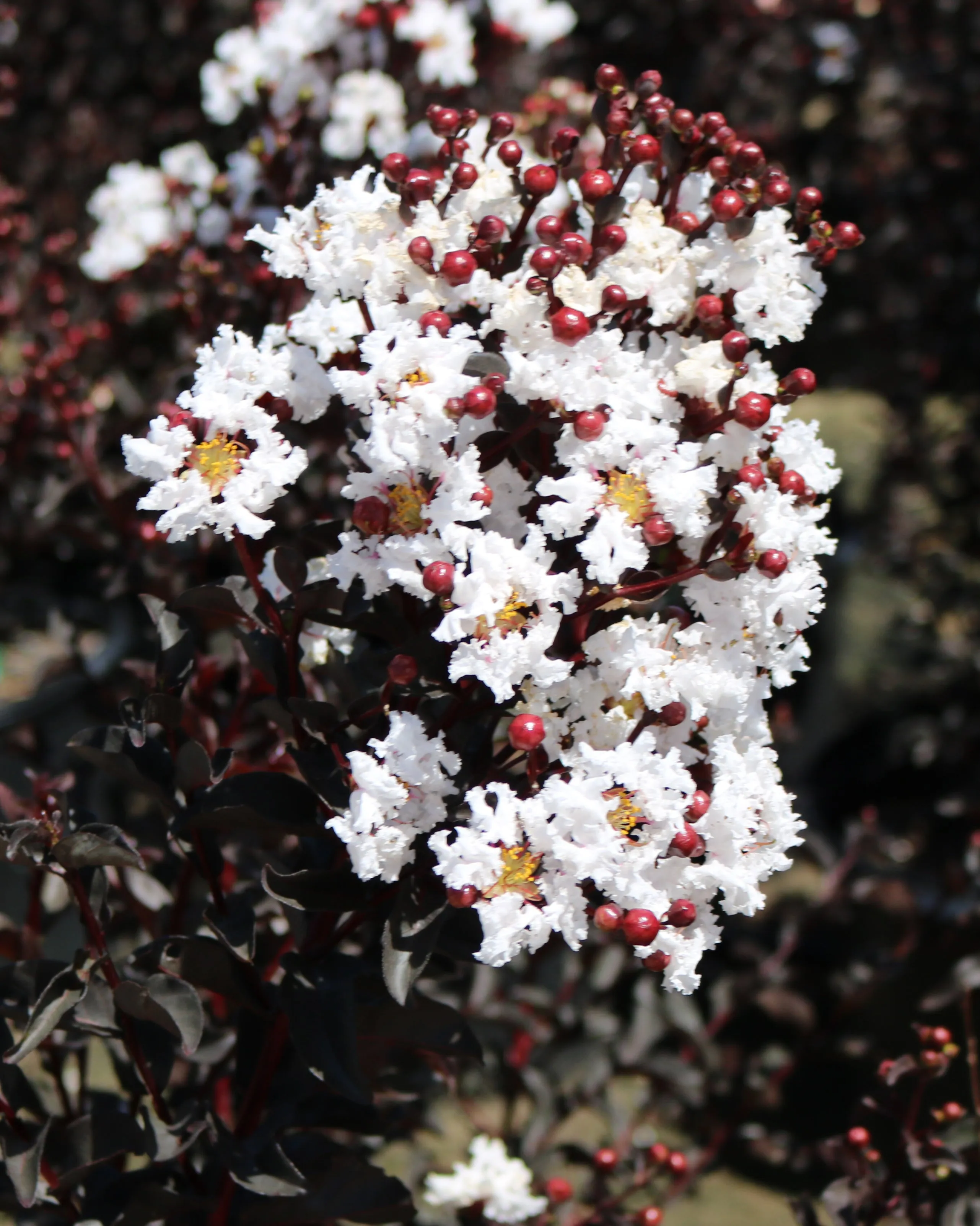 Pure White Black Diamond Crape Myrtle - 2 Gallon