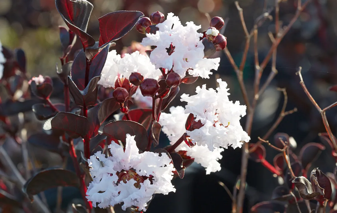 Pure White Black Diamond Crape Myrtle - 2 Gallon