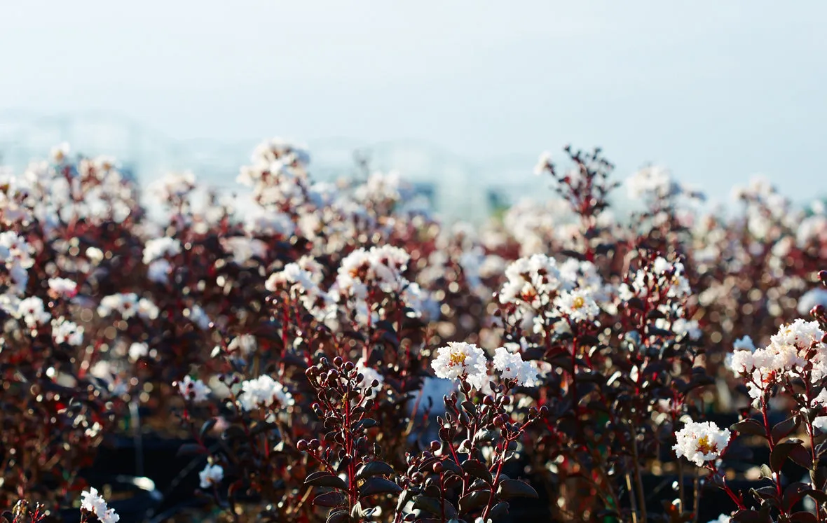 Pure White Black Diamond Crape Myrtle - 2 Gallon